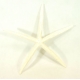 Rozgwiazdy  27-32 cm